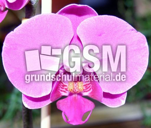 Orchideenbluete.jpg